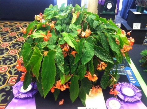 B. ‘Satellite Orange’